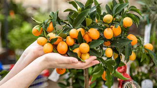 Как посадить косточки из мандарина с новогоднего стола и вырастить — в дачное дерево