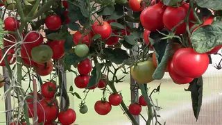 Один куст — гора плодов: экзотический томат, который превращает обычную грядку в витрину рынка тропических фруктов