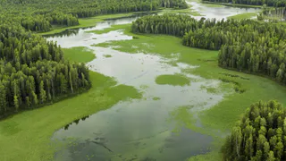 Воронежское водохранилище превратилось в зелёную жижу