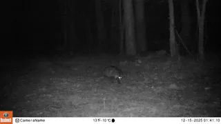 В Воронежской области фотоловушка запечатлела енотовидную собаку