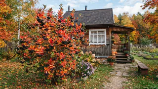 Царят в осеннем саду: 6 кустарников, которые красивее осенью, чем летом