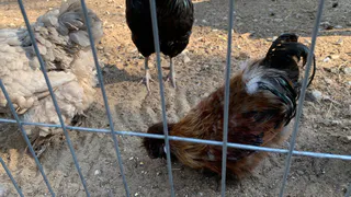 В воронежском селе ввели карантин из-за вспышки бешенства