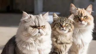 Топ-3 самых опасных породы кошек, от которых лучше нужно держаться подальше.