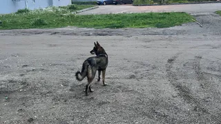  Воронежцы жалуются на стаи бездомных собак в жилых районах