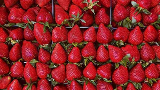 Гастрофестиваль в Воронежской области: Карелин и Гордеев оценили кулинарные шедевры и аграрные успехи региона
