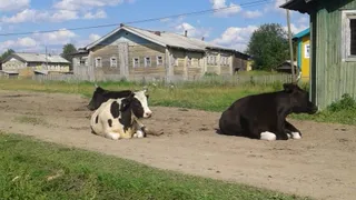 Переехали жить в деревню и только через год поняли, почему в деревнях больше не обеспечивают себя хозяйством