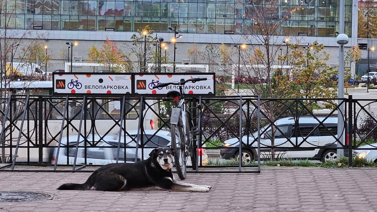 В Воронежской области прокуратура взыскала компенсацию для девочки, пострадавшей от бездомной собаки
