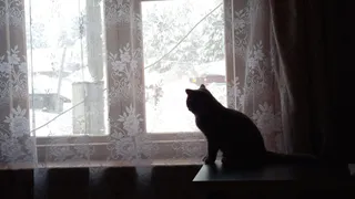 В воронежской квартире из-за внезапной смерти хозяйки домашние коты долго боролись за жизнь