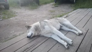 В Воронежской области из-за нового случая бешенства введен трехмесячный карантин