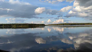 В Воронежской области в реку Дон выпустили более 150 тысяч мальков сазана для восстановления ихтиофауны