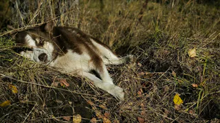 В Воронежской области из-за бешенства ввели карантин в поселке