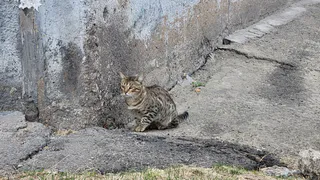 В Воронежской области спасатели помогли кошке