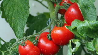 Топ-3 сладких как мед, мясистых томатов для теплиц: 12 лет сажаю только их - плоды до 650 г