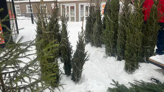 Воронежцев призывают не верить мифам о "новогодних" клещах