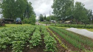 Коллега съездил в деревню к родне и приехал с пустыми руками: чего им, жалко что ли - почему ему не предложили урожая