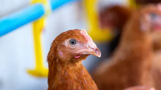 Как согреть кур зимой - не потратив ни копейки: метод глубокой подстилки