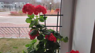 Чахлая герань цветёт без остановки всю зиму: 7 советов в декабре, которые расшевелят растение