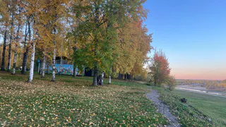 В Воронеже рухнувшая берёза чуть не навредила детям
