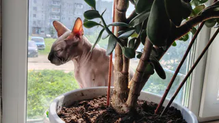 Следите за поведением кошки: главный признак глистов, который вы не должны пропустить