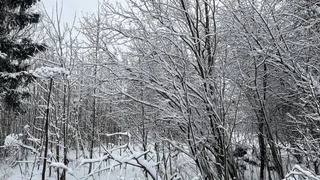 Воронежская область усилила контроль за вырубкой сосен перед новогодними праздниками