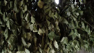 Пора готовить веник для бани: когда надо заготавливать главный парной атрибут