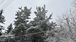 Потепление сменит мороз: прогноз погоды в Воронежской области на 29 января
