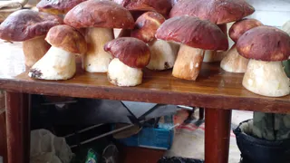 Все обходят их стороной, а я наполняю корзины: эти грибы — самые вкусные и недооцененные осенние деликатесы