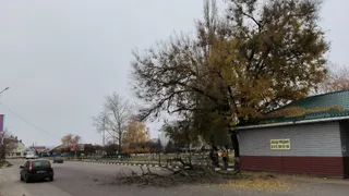 В Лисках упавшее дерево перегородило дорогу и оборвало провода