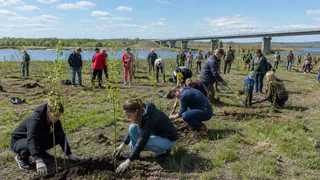 Луг у Дона превращают в рощу: как лискинцы своими руками посадили 550 деревьев и заразили этим весь город