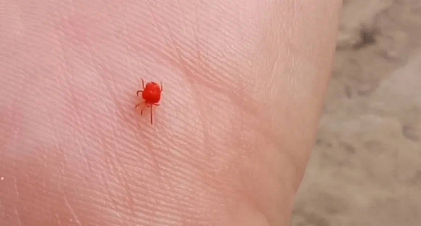 Клещи ненавидят этот запах: стоит всего 45 рублей, а обеспечивает защиту в сто раз лучше магазинного аэрозоля