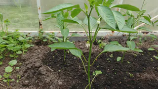 Подкормка, от которой перцы растут как на дрожжах: вкус станет ярче, а плодов - больше