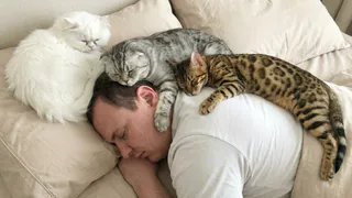 Зачем кошки спят на хозяине: 5 причин насторожиться
