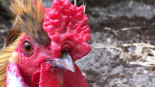 У куриц зимой больше не отвалятся гребешки от мороза: вот как утеплить курятник - 3 лучших способа