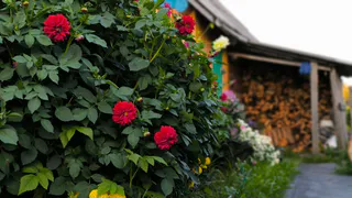 Воронежские дачники больше не смогут "зарабатывать" на своих земельных участках