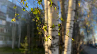 Май в Воронежской области оказался самым тёплым за последние семь лет