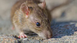 Как быстро и легко вывести мышей и крыс: топ-3 народных средства