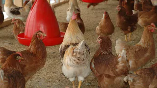 Эффективный способ повысить яичную продуктивность: поставьте в середине курятника простой продукт