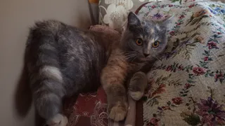 Почему кошка переворачивается на спину рядом с вами: знак, который важно понимать