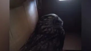 Воронежские волонтеры спасают ушастую сову с травмами после удара о стекло