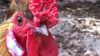 Какое мясо любят куры: польза, нормы и правила кормления несушек