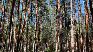 Сохранить природное наследие Воронежской области поможет создание заповедной зоны в Таврово