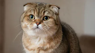 Почему кошки тянутся к одним людям, а других реально избегают? Тайны их восприятия.