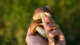 Деликатесный гриб, который часто обходят стороной: вкусный до безумия - всегда беру, пока другие проходят мимо