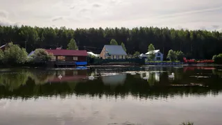 В Воронежской области жители сообщили о массовой гибели рыбы в пруду