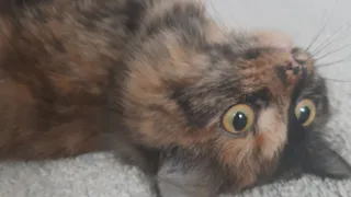 Холодно ли кошкам зимой на улице и как они переносят холод?
