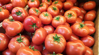 Самые урожайные сорта томатов — дают по 7 кг с куста: помидоры мясистые, медовые — лучший вкус и размер