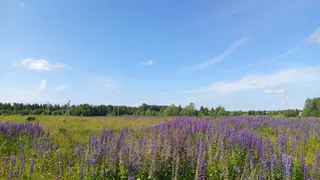 Воронежская область встретит воскресенье с солнечной и тёплой погодой