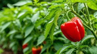 5 важных процедур после появления петельки всходов перца: Как вырастить крепкую рассаду перца