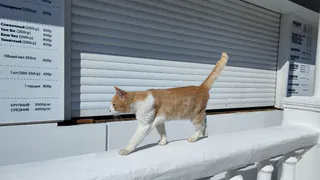 8 незаметных признаков, что кошка вас чуть-чуть недолюбливает