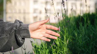 Срочно выкорчуйте! Агрономы подтвердили: этот сорняк незаметно убивает ваш урожай. А его не замечает 90% дачников
